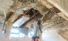 Best Real Estate Mold Inspection  in Madisonville, KY